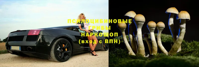 Галлюциногенные грибы Psilocybe  Вязьма 